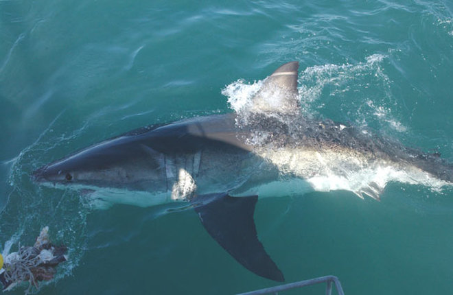 Porbeagle Shark